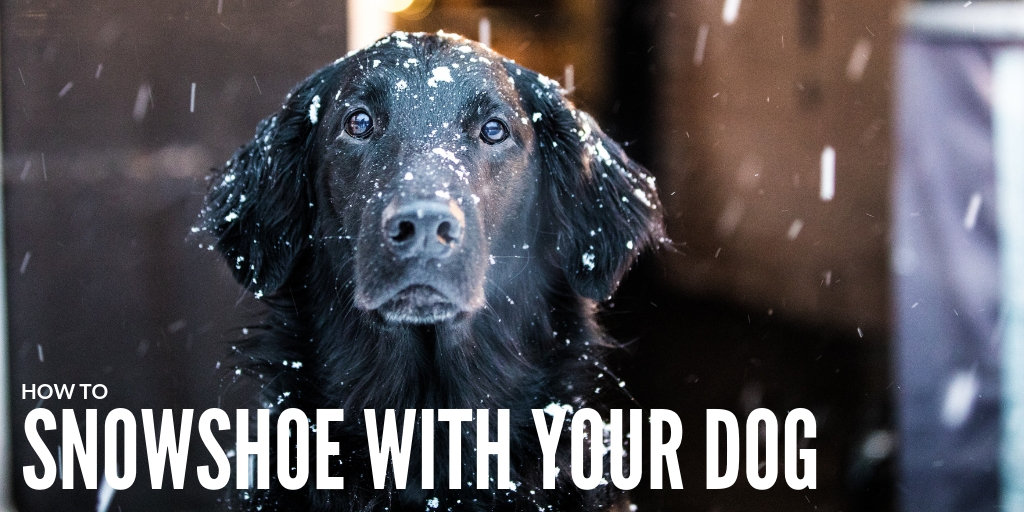 Yukon CharliesTips for Snowshoeing with Dogs Yukon Charlie's