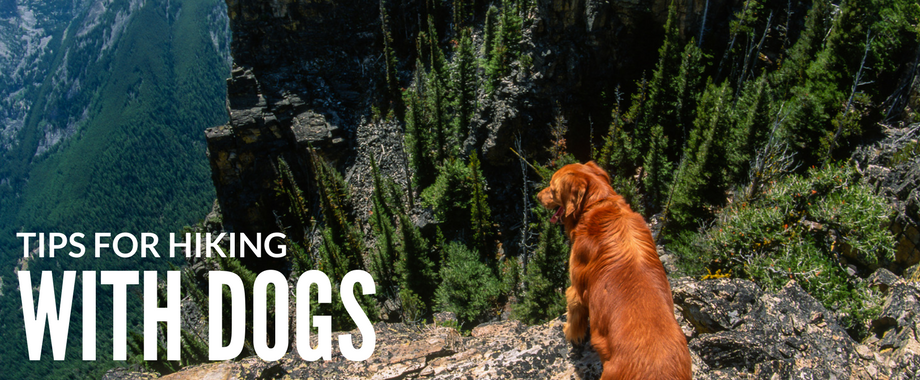 Hiking with Your Dog or Pet - Tips for a Safe & Happy Trail